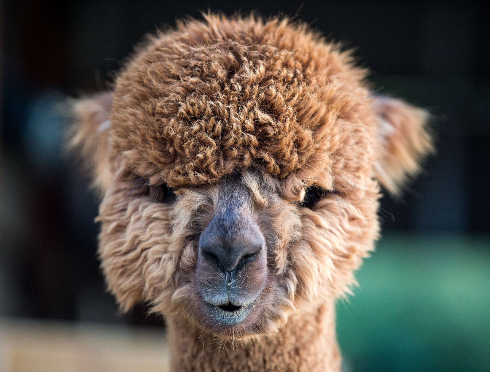 Meet some alpacas